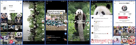 盘点那些在TikTok爆火的中国文化元素 第3张
